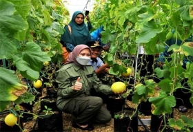 Bupati Panen Buah Melon Ketahanan Pangan Desa Bukit Lingkar  